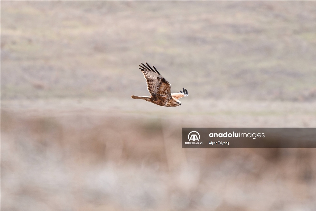 Soğuk havada yiyecek arayan kuşlar