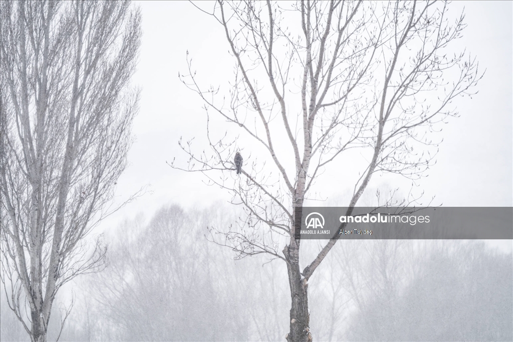 Soğuk havada yiyecek arayan kuşlar