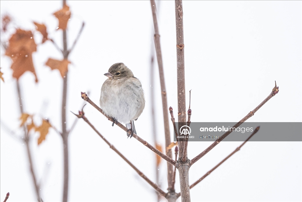 Soğuk havada yiyecek arayan kuşlar