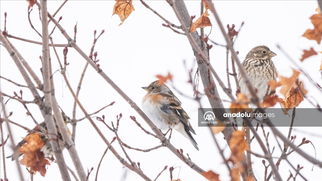 Soğuk havada yiyecek arayan kuşlar