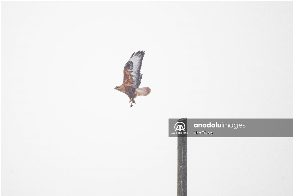 Soğuk havada yiyecek arayan kuşlar