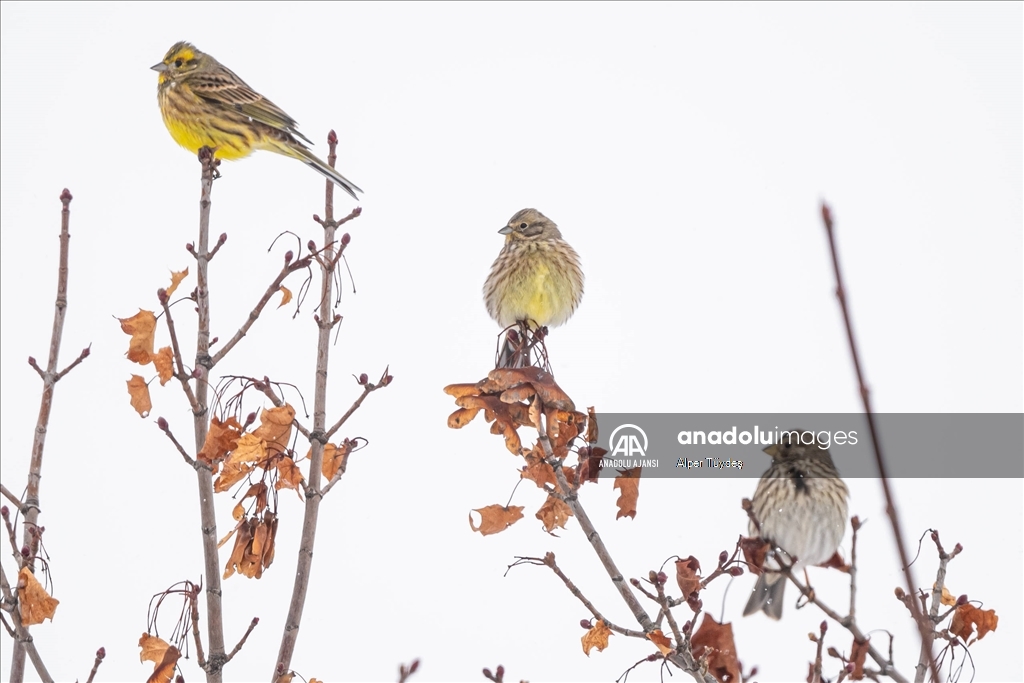 Soğuk havada yiyecek arayan kuşlar