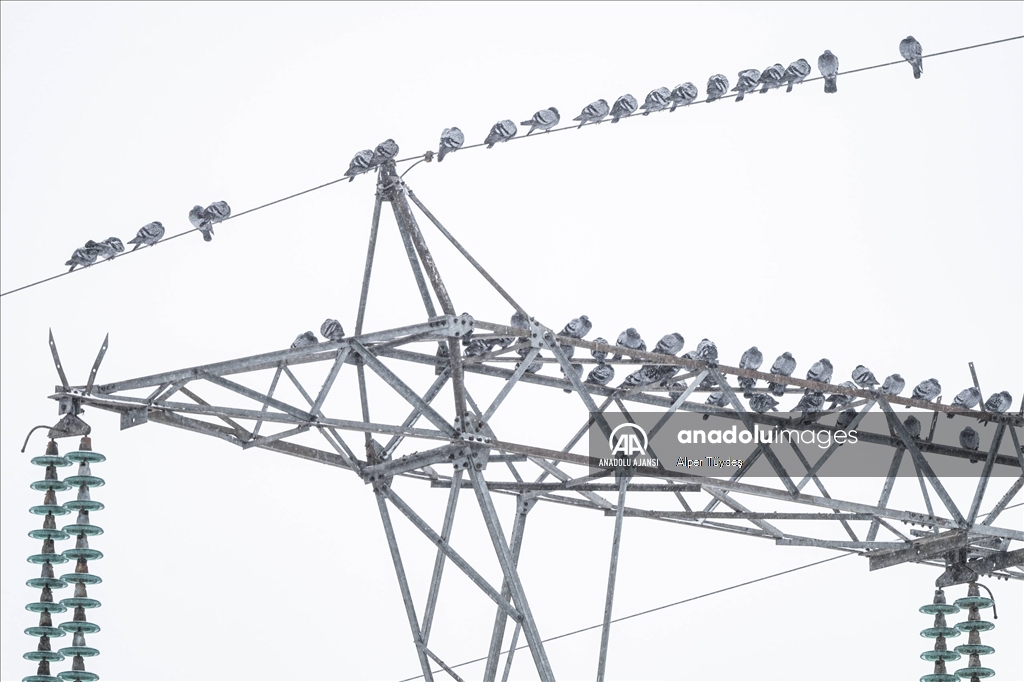 Soğuk havada yiyecek arayan kuşlar