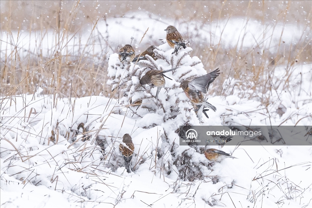 Soğuk havada yiyecek arayan kuşlar