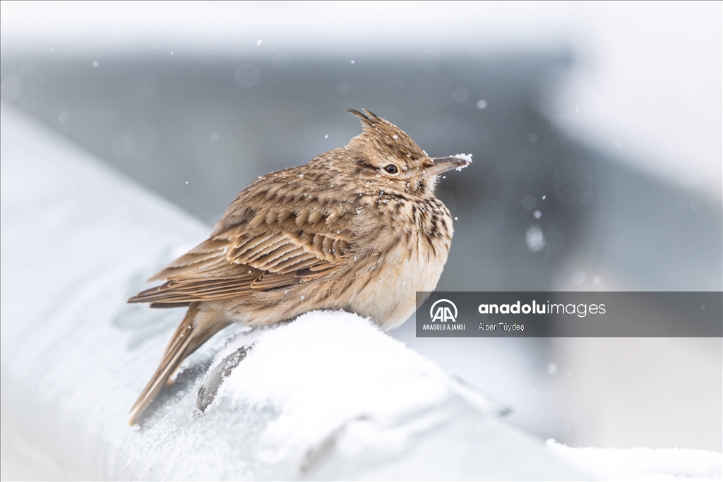 Soğuk havada yiyecek arayan kuşlar