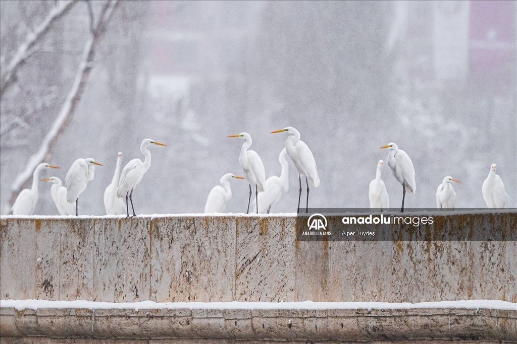 Soğuk havada yiyecek arayan kuşlar