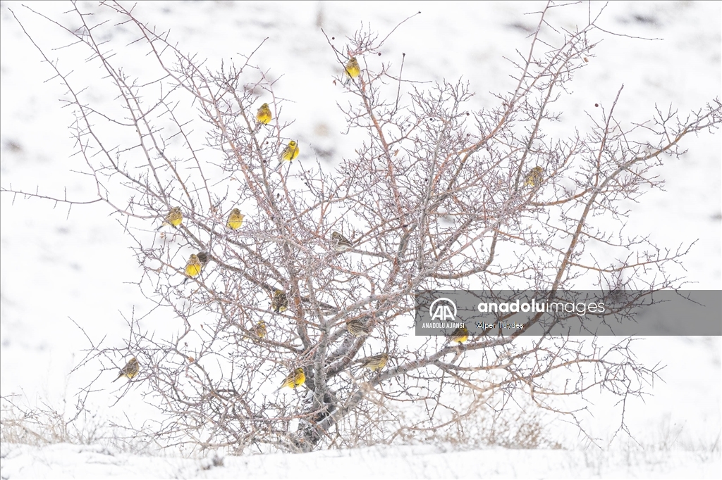 Soğuk havada yiyecek arayan kuşlar