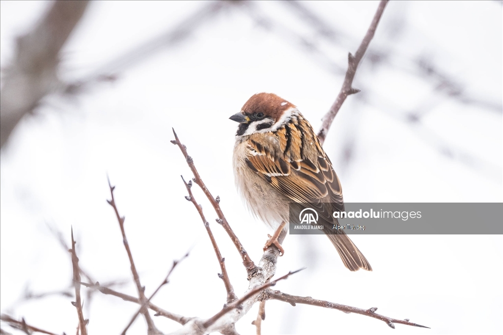 Soğuk havada yiyecek arayan kuşlar