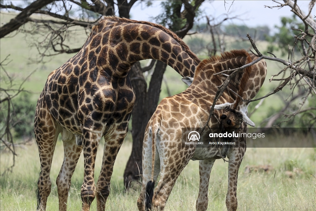 Doğal yaşam parklarıyla safari tutkunlarının gözdesi: Güney Afrika