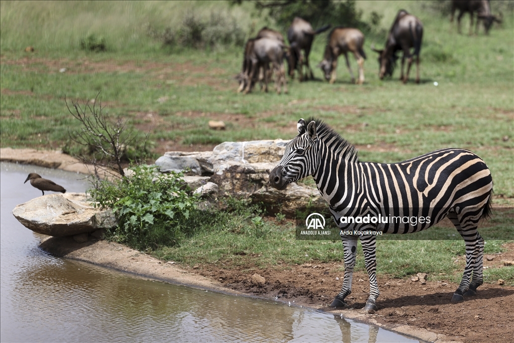 Doğal yaşam parklarıyla safari tutkunlarının gözdesi: Güney Afrika