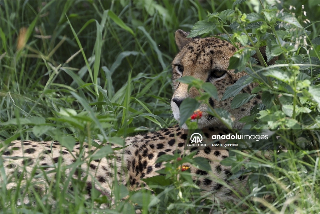 Doğal yaşam parklarıyla safari tutkunlarının gözdesi: Güney Afrika