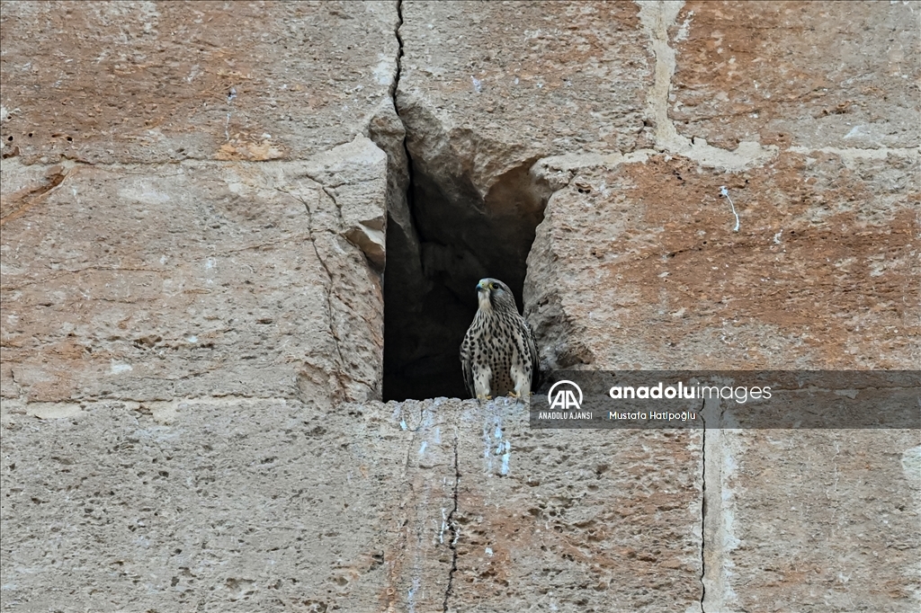 Dünyanın en eski yerleşim bölgelerinden biri olan ''Harran Ören Yeri''