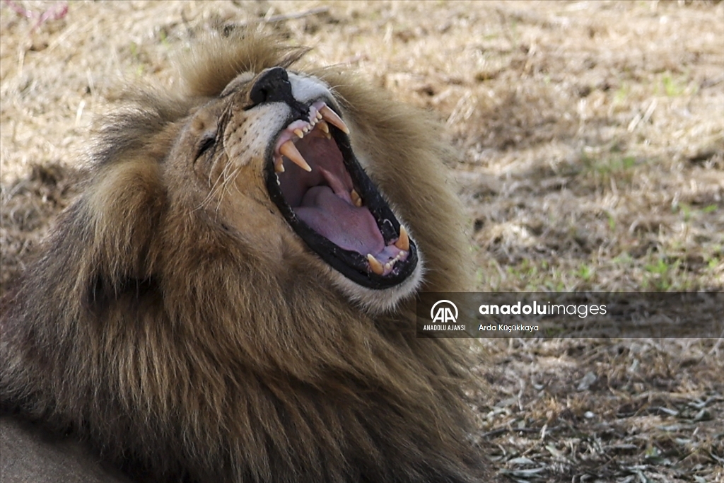 Doğal yaşam parklarıyla safari tutkunlarının gözdesi: Güney Afrika