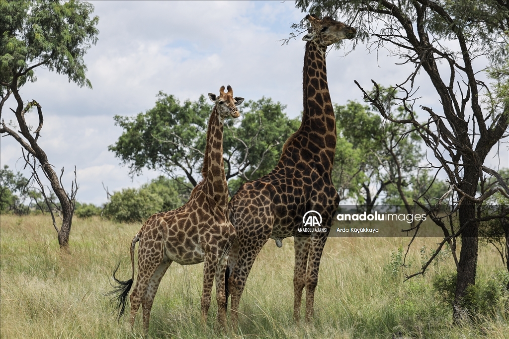 Doğal yaşam parklarıyla safari tutkunlarının gözdesi: Güney Afrika