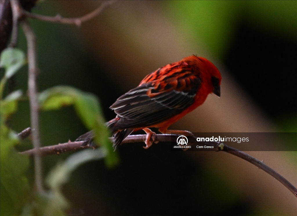 Madagaskar'a özgü bir tür olan "kırmızı fodi" renkleriyle dikkat çekiyor