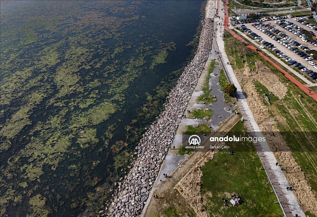 İzmir Körfezi'nde kıyıya yakın noktalarda yosun tabakası oluştu