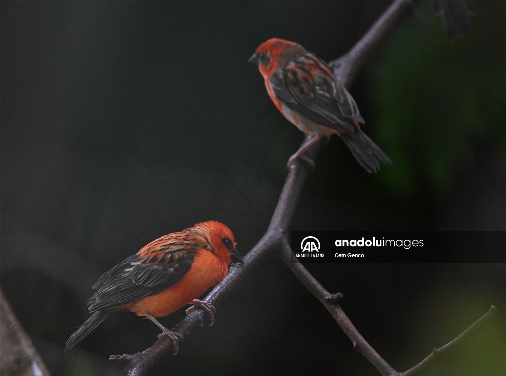 Madagaskar'a özgü bir tür olan "kırmızı fodi" renkleriyle dikkat çekiyor