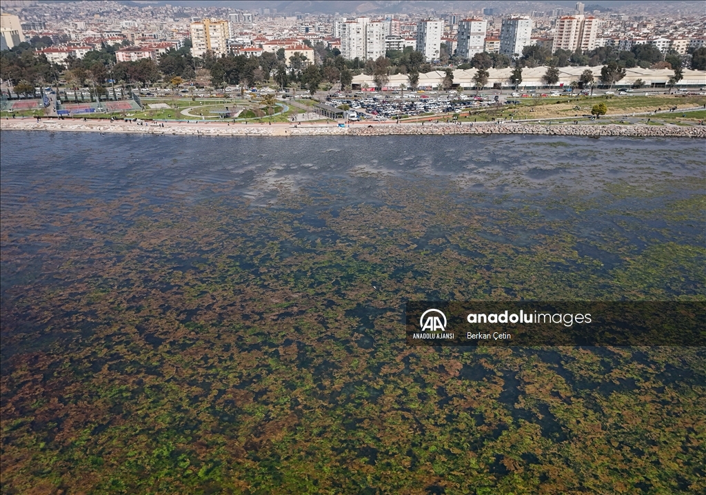 İzmir Körfezi'nde kıyıya yakın noktalarda yosun tabakası oluştu