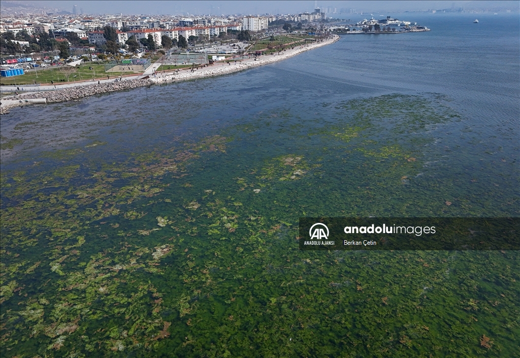 İzmir Körfezi'nde kıyıya yakın noktalarda yosun tabakası oluştu