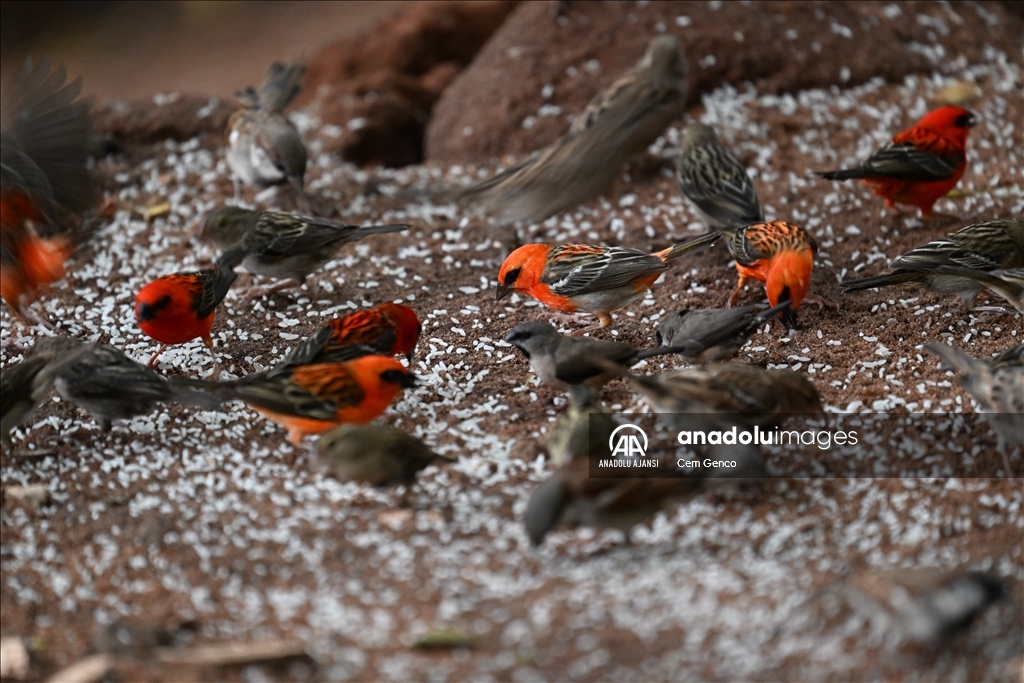 Madagaskar'a özgü bir tür olan "kırmızı fodi" renkleriyle dikkat çekiyor