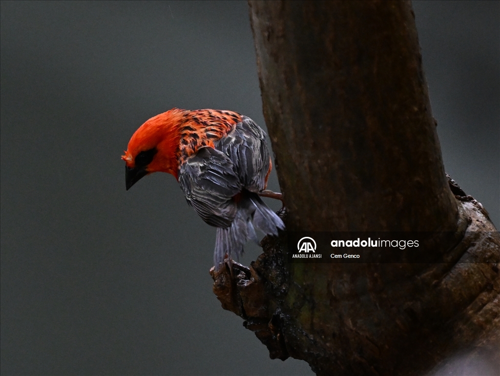 Madagaskar'a özgü bir tür olan "kırmızı fodi" renkleriyle dikkat çekiyor