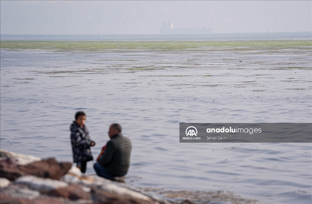 İzmir Körfezi'nde kıyıya yakın noktalarda yosun tabakası oluştu