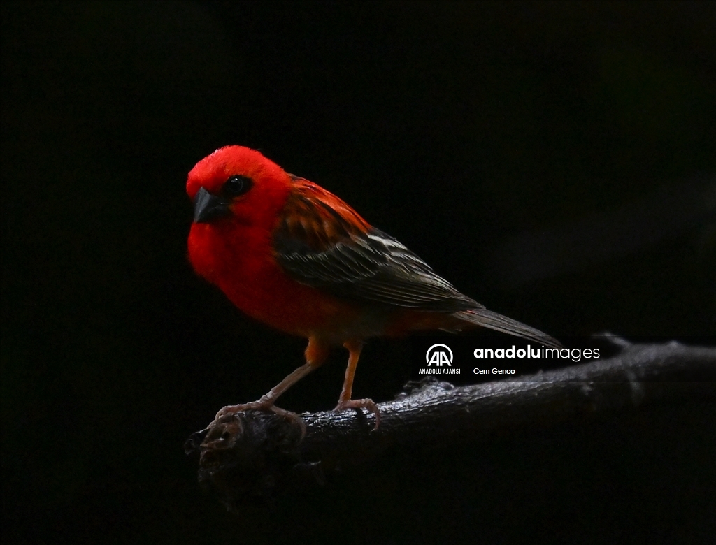 Madagaskar'a özgü bir tür olan "kırmızı fodi" renkleriyle dikkat çekiyor