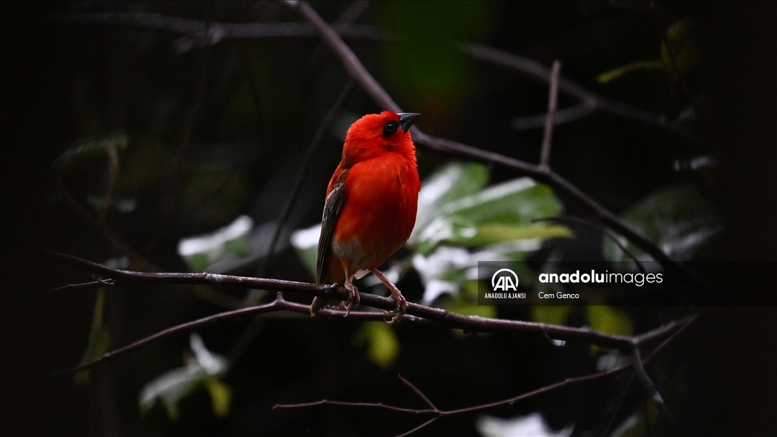 Madagaskar'a özgü bir tür olan "kırmızı fodi" renkleriyle dikkat çekiyor