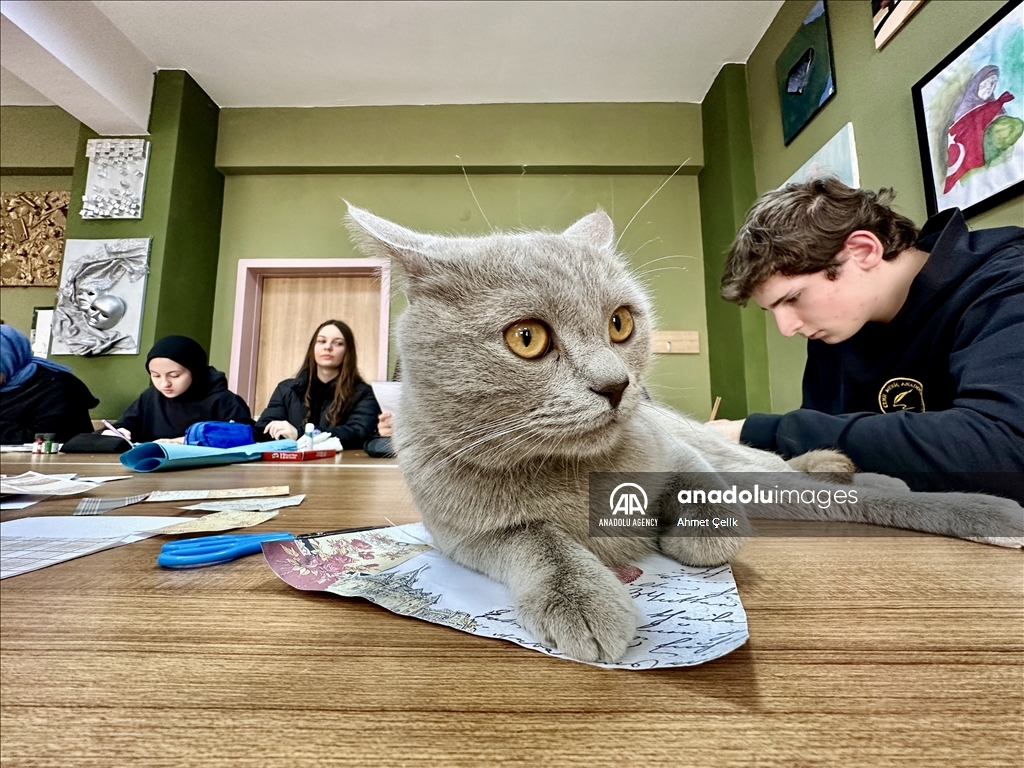 Picasso the cat brings joy into art classes