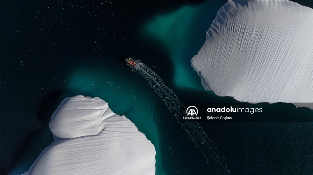 Bird flu and anthropogenic pollutants affect Antarctica's future