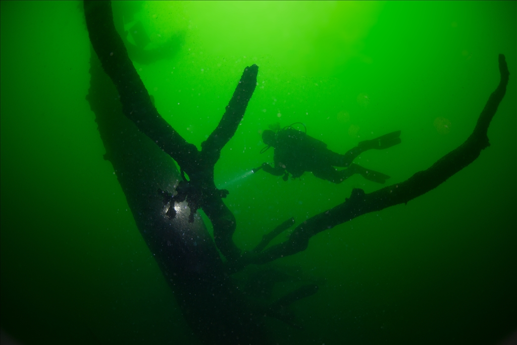Sycamore trees submerged under water in Golcuk during the Marmara Earthquake