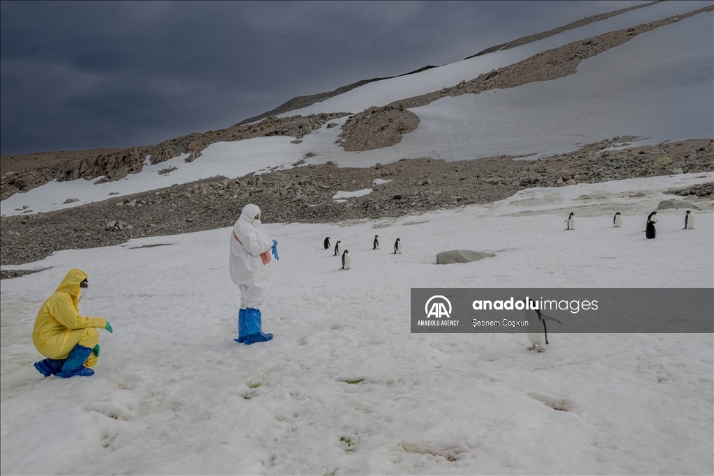 Bird flu and anthropogenic pollutants affect Antarctica's future
