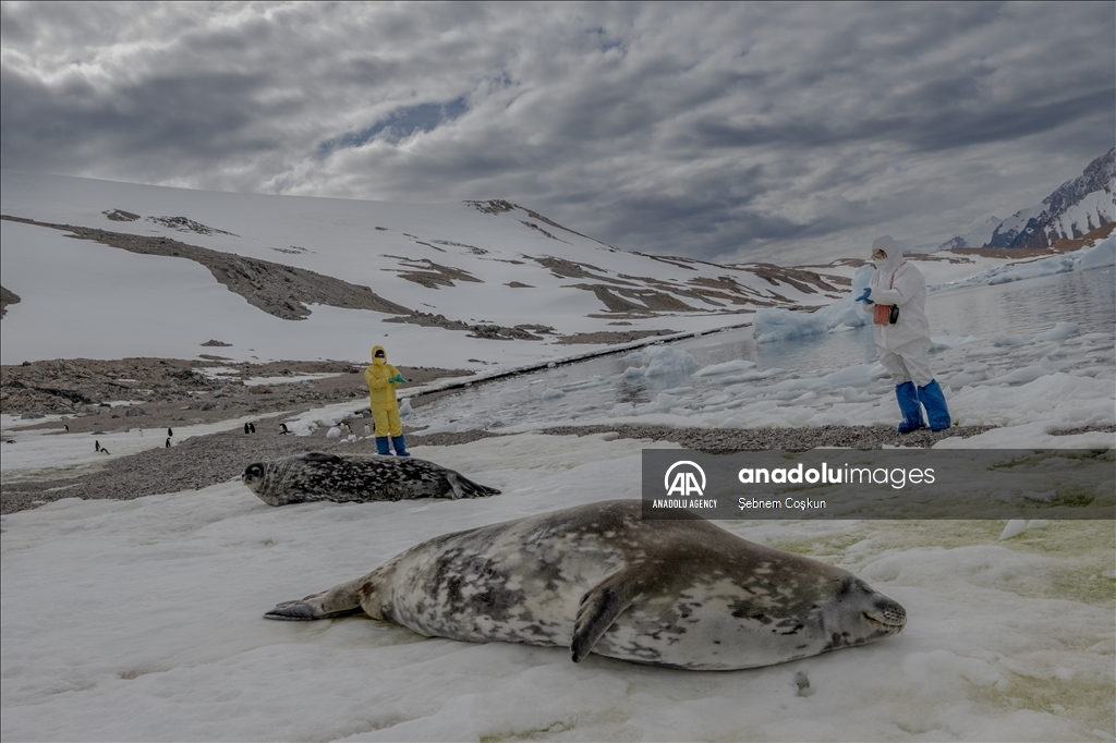 Bird flu and anthropogenic pollutants affect Antarctica's future