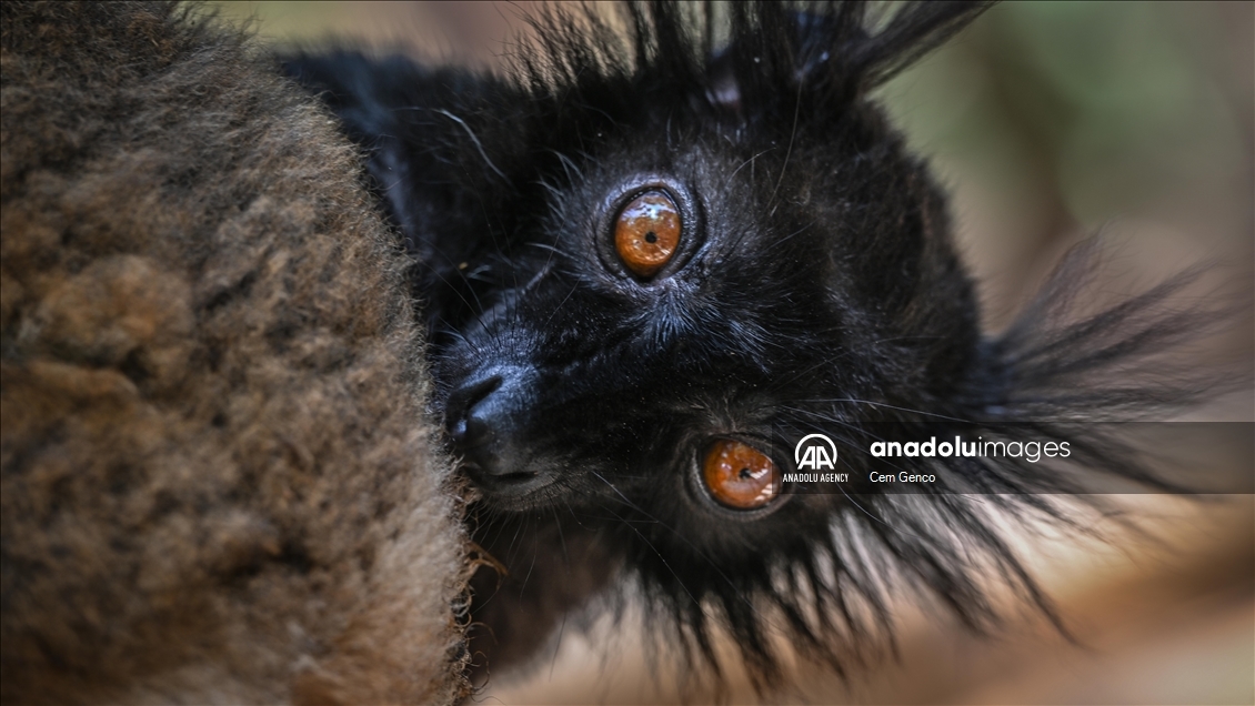 The symbol of Madagascar: Lemurs​​​​​​​