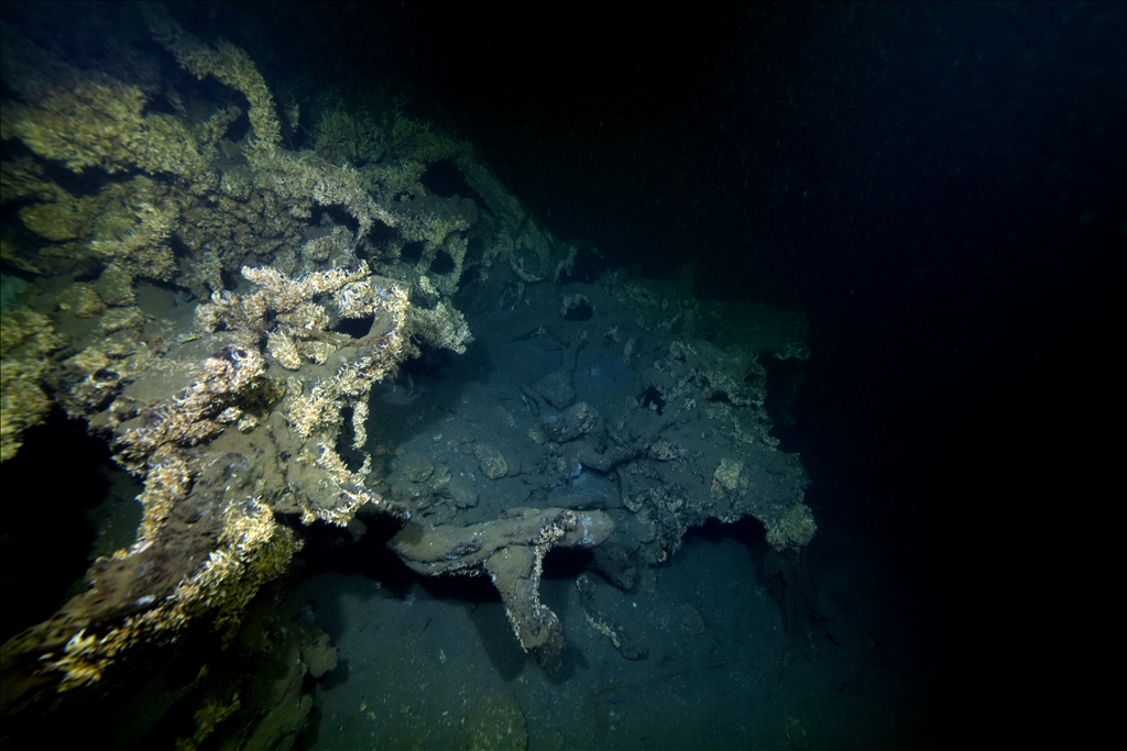 Sycamore trees submerged under water in Golcuk during the Marmara Earthquake