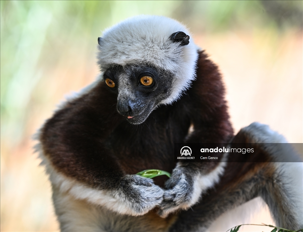The symbol of Madagascar: Lemurs​​​​​​​