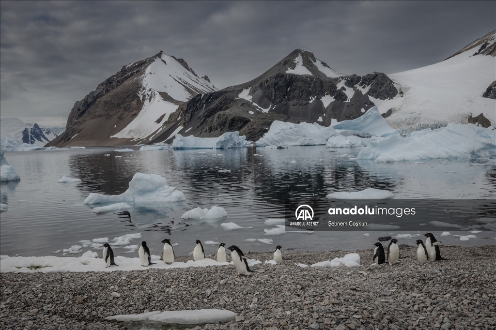 Bird flu and anthropogenic pollutants affect Antarctica's future
