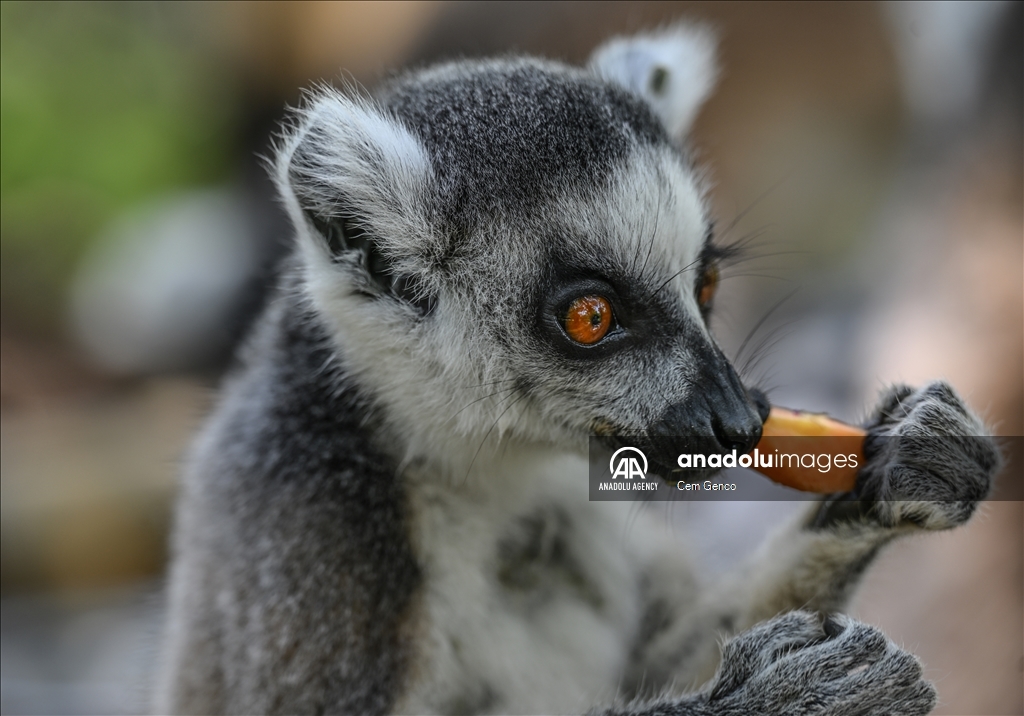 The symbol of Madagascar: Lemurs​​​​​​​