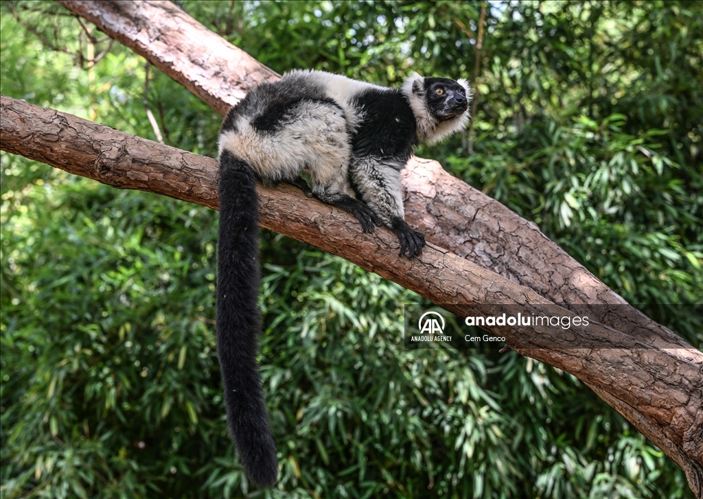 The symbol of Madagascar: Lemurs​​​​​​​