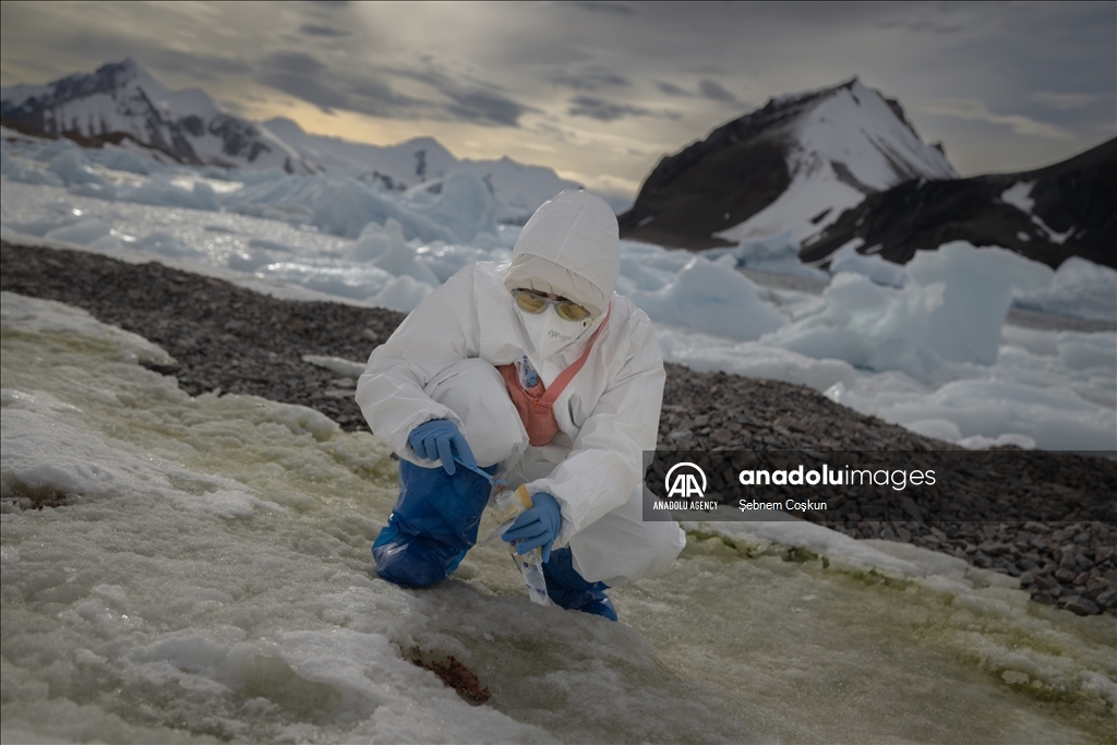 Bird flu and anthropogenic pollutants affect Antarctica's future
