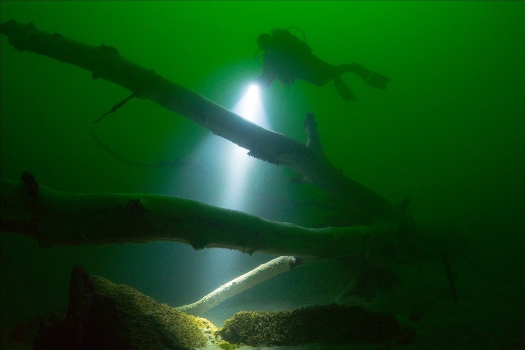 Sycamore trees submerged under water in Golcuk during the Marmara Earthquake