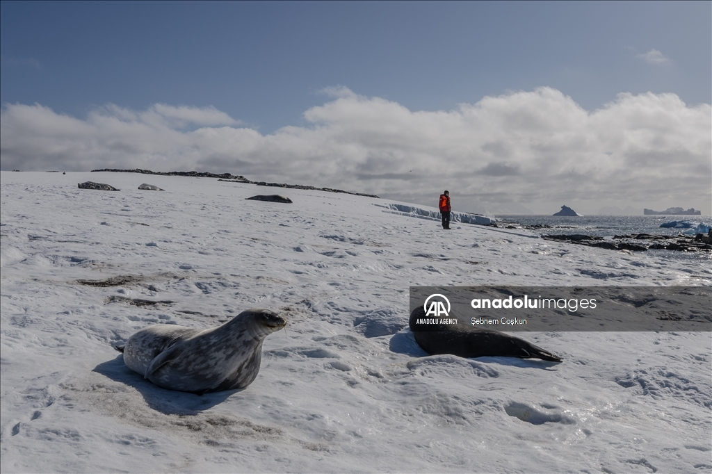 Bird flu and anthropogenic pollutants affect Antarctica's future