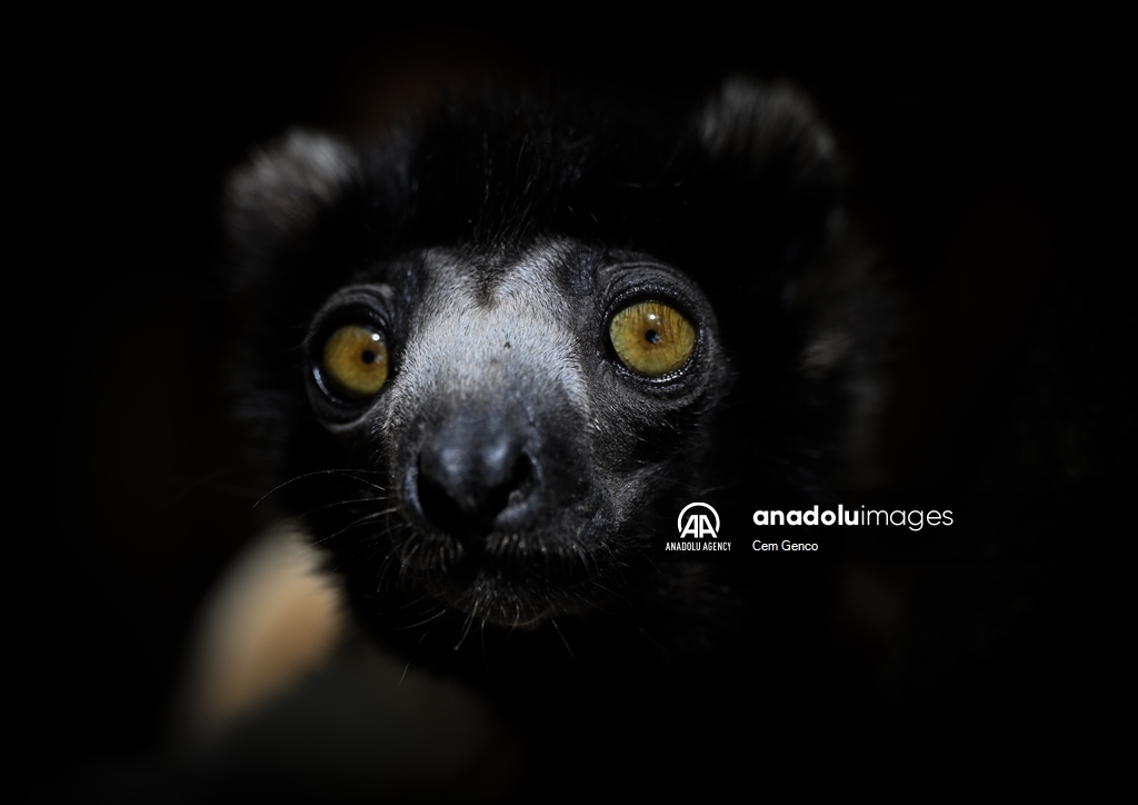The symbol of Madagascar: Lemurs​​​​​​​