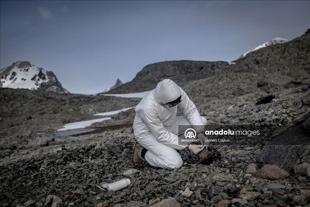 Bird flu and anthropogenic pollutants affect Antarctica's future