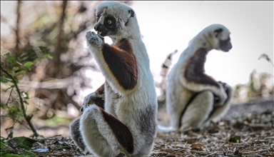 Madagaskar'ın simgesi : Lemurlar