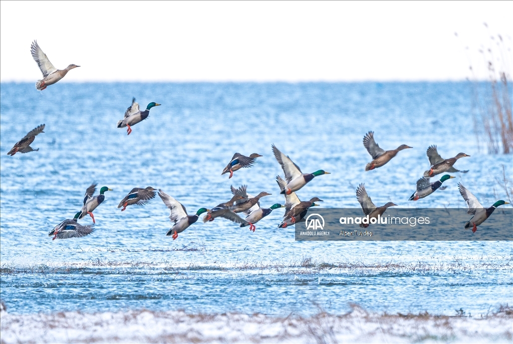 Spring arriving in Manyas Bird Sanctuary National Park, Turkiye