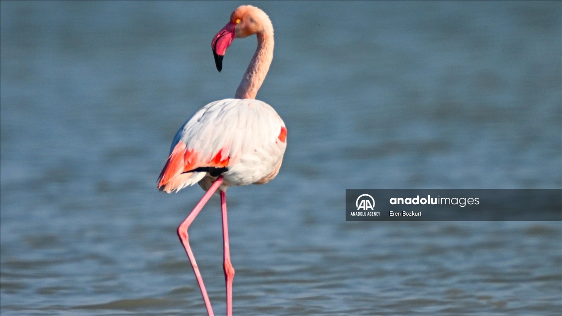 Flamingo population in Eastern Mediterranean doubled compared to last year