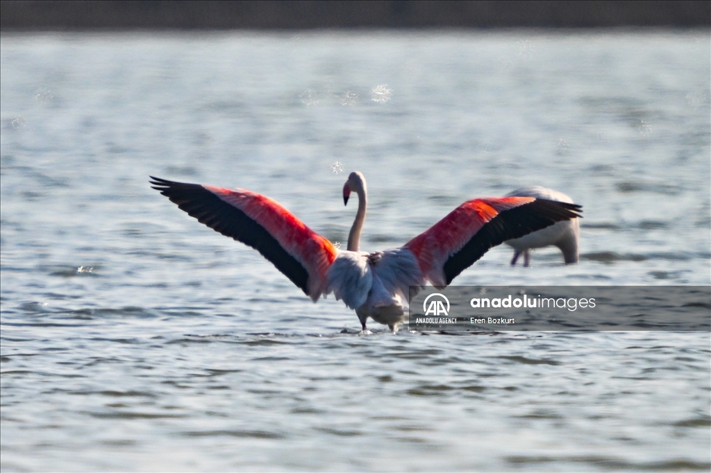 Flamingo population in Eastern Mediterranean doubled compared to last year