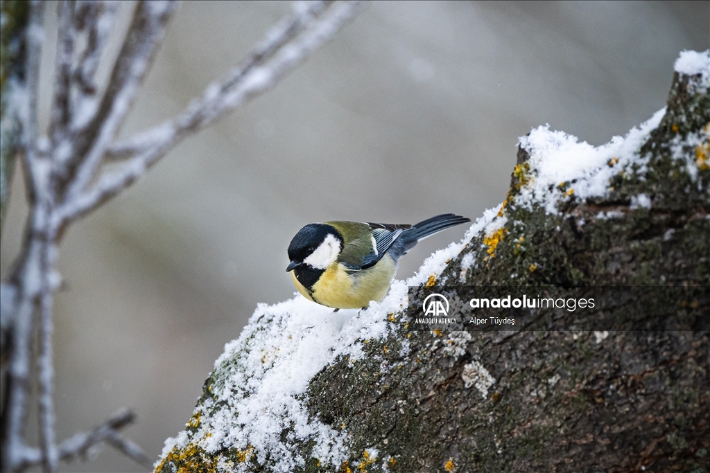 Spring arriving in Manyas Bird Sanctuary National Park, Turkiye