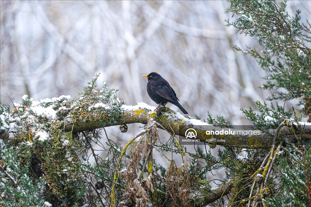 Spring arriving in Manyas Bird Sanctuary National Park, Turkiye